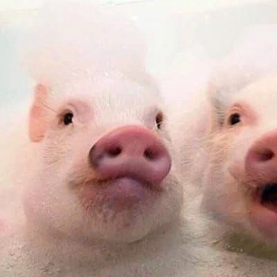 Budi Santoso profile picture