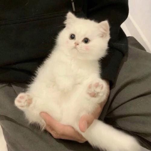 Rizky Pratama profile picture